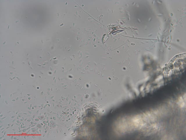 Fusarium spp. — Soilborne pathogen · biocontrol target